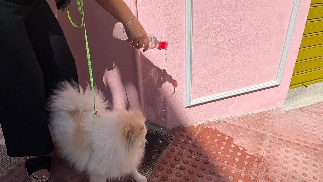 En Alcalá, olvídate de no recoger el pipí de tu perro en la calle.