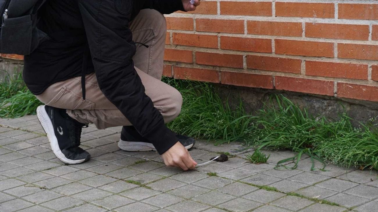 Más de 200 quejas contra propietarios de perros en Alcalá por no cumplir regulaciones