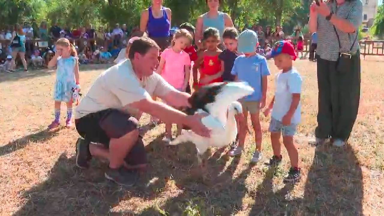 Suelta de más de cien pollos de cigüeña blanca en Alcalá de Henares