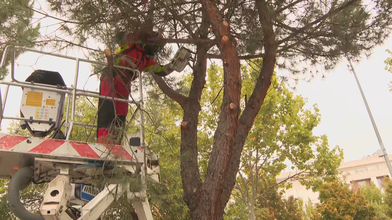 Cada árbol es monitoreado individualmente en Alcalá de Henares.