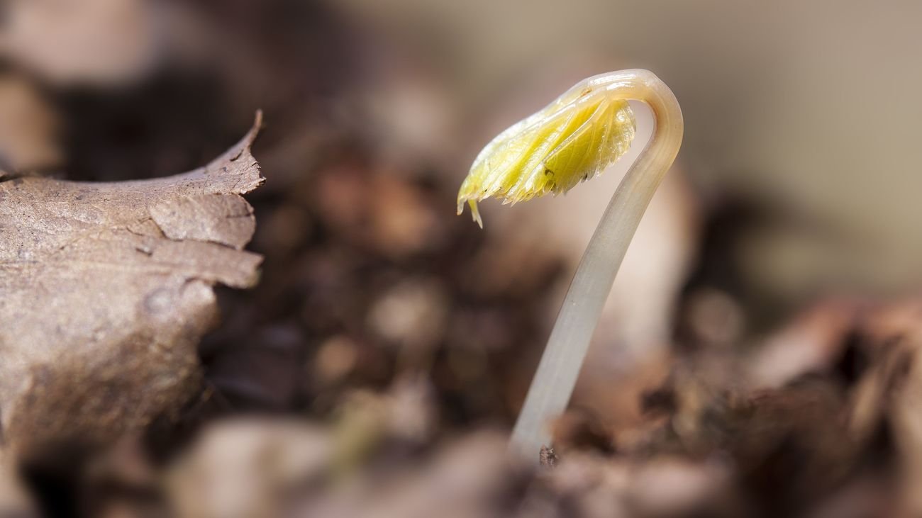 Alcalá de Henares protege el futuro de la alimentación con su 'Arca de Noé' agrícola
